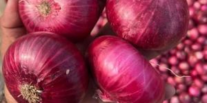 Fresh Onion