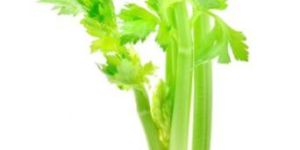 Fresh Celery