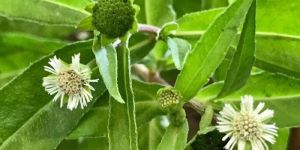 Eclipta Prostrata Bhringraj Live Plant