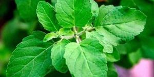 Green Tulsi Live Plant