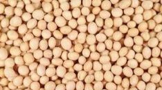 Soybean Extract
