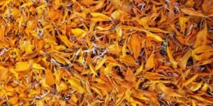Dried Orange Marigold Flowers Petals
