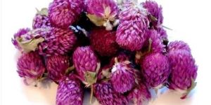 Dried Pink Gomphrena Flower