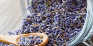 Indian Kashmiri Lavender Dried Flowers