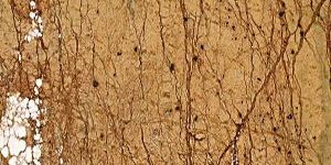 Rainforest Gold Marble