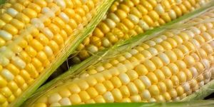 Fresh Sweet Corn