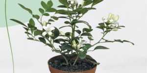 Mogra / Arabian Jasmine Plant