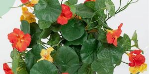 Nasturtium Plant