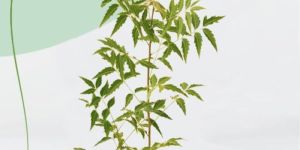 Neem Tree Plant