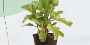 Patharchatta Herbal Plant