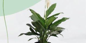 Peace Lily Plant
