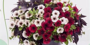Petunia Plant