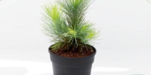 Pine Plant