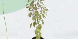 Rama Tulsi Plant