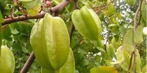 Starfruit Plant