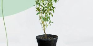 Stevia Herbal Plant