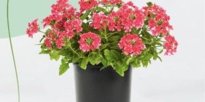 Verbena Plant
