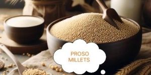 Proso Millet