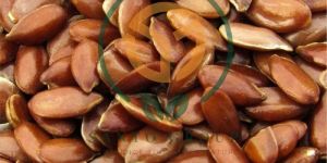 Flax Seeds