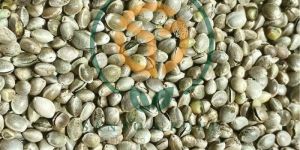 Hemp Seeds