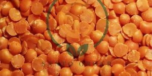Red Lentil