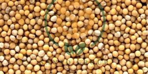 Mustard Seeds Yellow