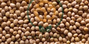 Soybean Seed