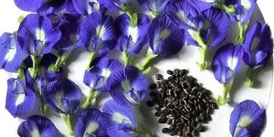 aparajita flower seeds