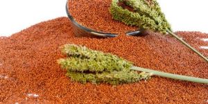 Ragi Seeds