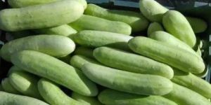 Indian Cucumber