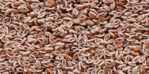 Psyllium Seeds
