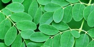 Organic Indigo (Neel) Powder