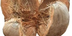 Dried Coconut Husk