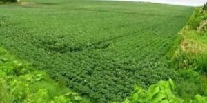 Medicinal Plants Cultivation Training