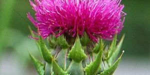 Milk Thistle Contract Farming