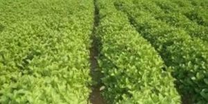 Mint Contract Farming