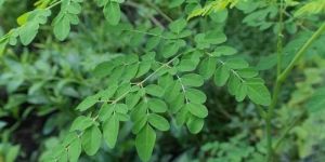 Moringa Leaf Contract Farming