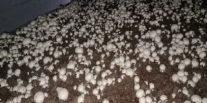 Mushroom Cultivation Training