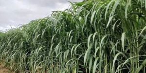 Napier Contract Farming