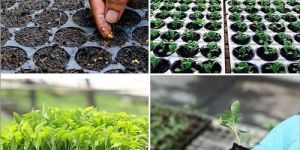 Nursery Seed Production Training