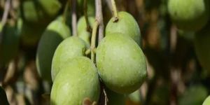 Olive Contract Farming