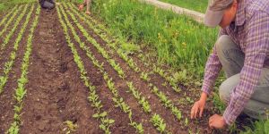 Organic Cultivation Training