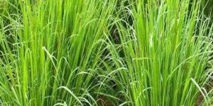 PALMAROSA CONTRACT FARMING