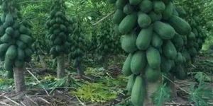 Papaya Contract Farming