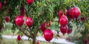 POMEGRANATE CONTRACT FARMING