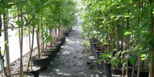 Poplar Contract Farming