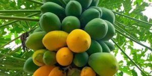 Red Lady Papaya Plant