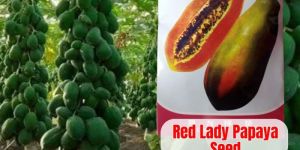 Red Lady Papaya Seeds
