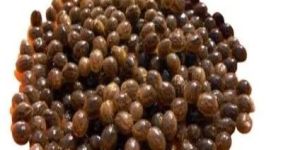 Red Lady Scratch Papaya Seeds