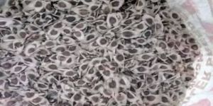 Rohit Moringa Seeds